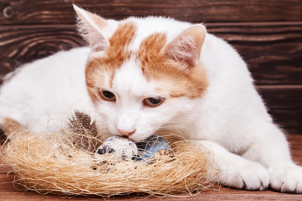 Kotą mogą jeść jajka - ale nie często