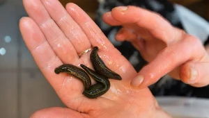 Pijawki; Zdj. ilustracyjne