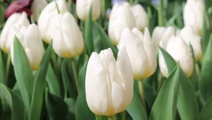 Jak sprawić, by tulipany dłużej kwitły?