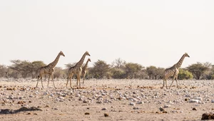 Namibia - Park Narodowy Etosza