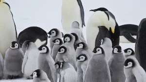 Młode pingwiny cesarskie; zdj. ilustracyjne 