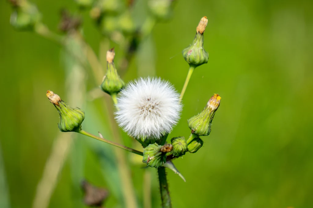 Mlecz (Sonchus oleraceus)