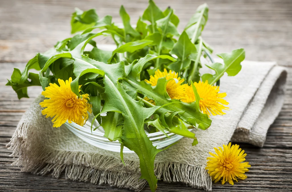 Mniszek lekarski (Taraxacum officinale)