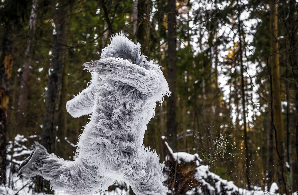 Czy Yeti faktycznie istnieje?