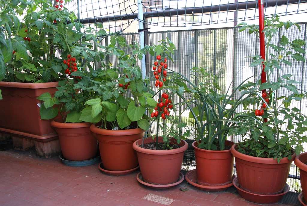 Jeżeli nie mamy ogródka, balkon też będzie dobrym miejscem do hodowania warzyw