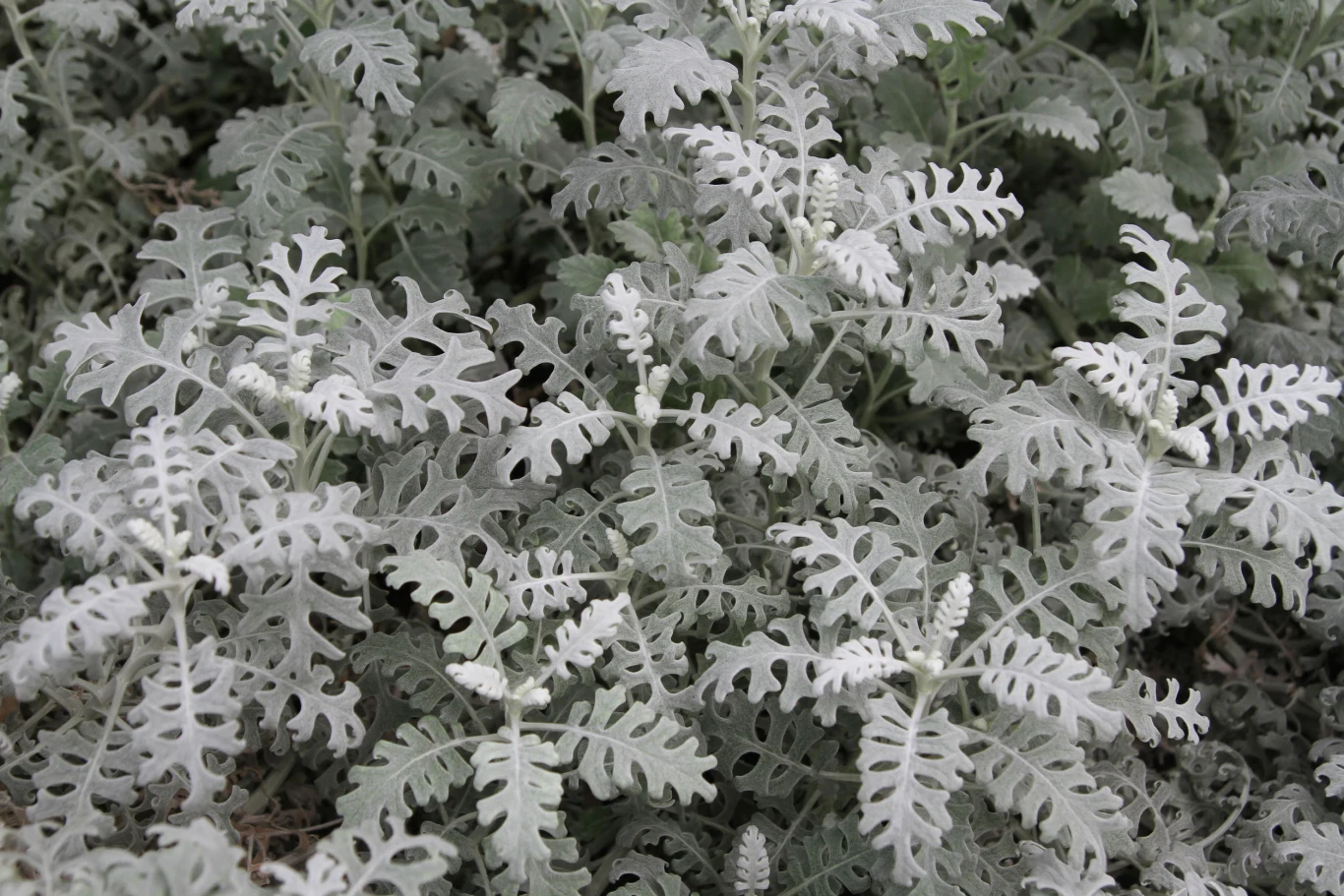 Starzec popielny to roślina o srebrzystych liściach. Idealnie kontrastuje z innymi roślinami, tworząc jesienne aranżacje. 