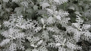 Srebrny ogród – doskonale wygląda i zniesie upały