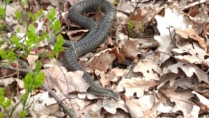  Żmija zygzakowata podlega w Polsce częściowej ochronie gatunkowej