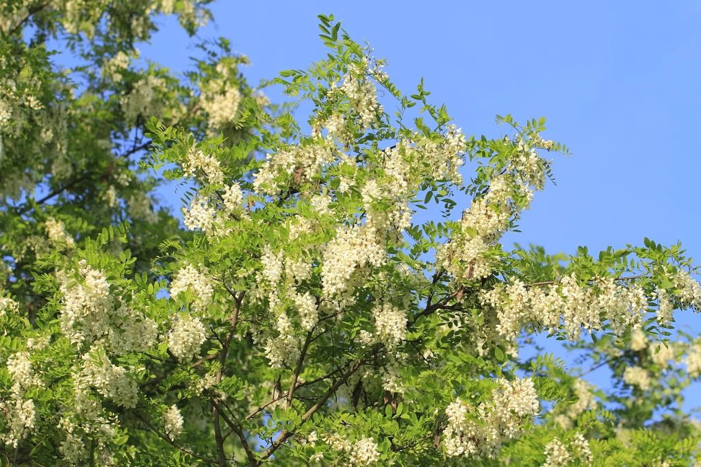 Robinia akacjowa