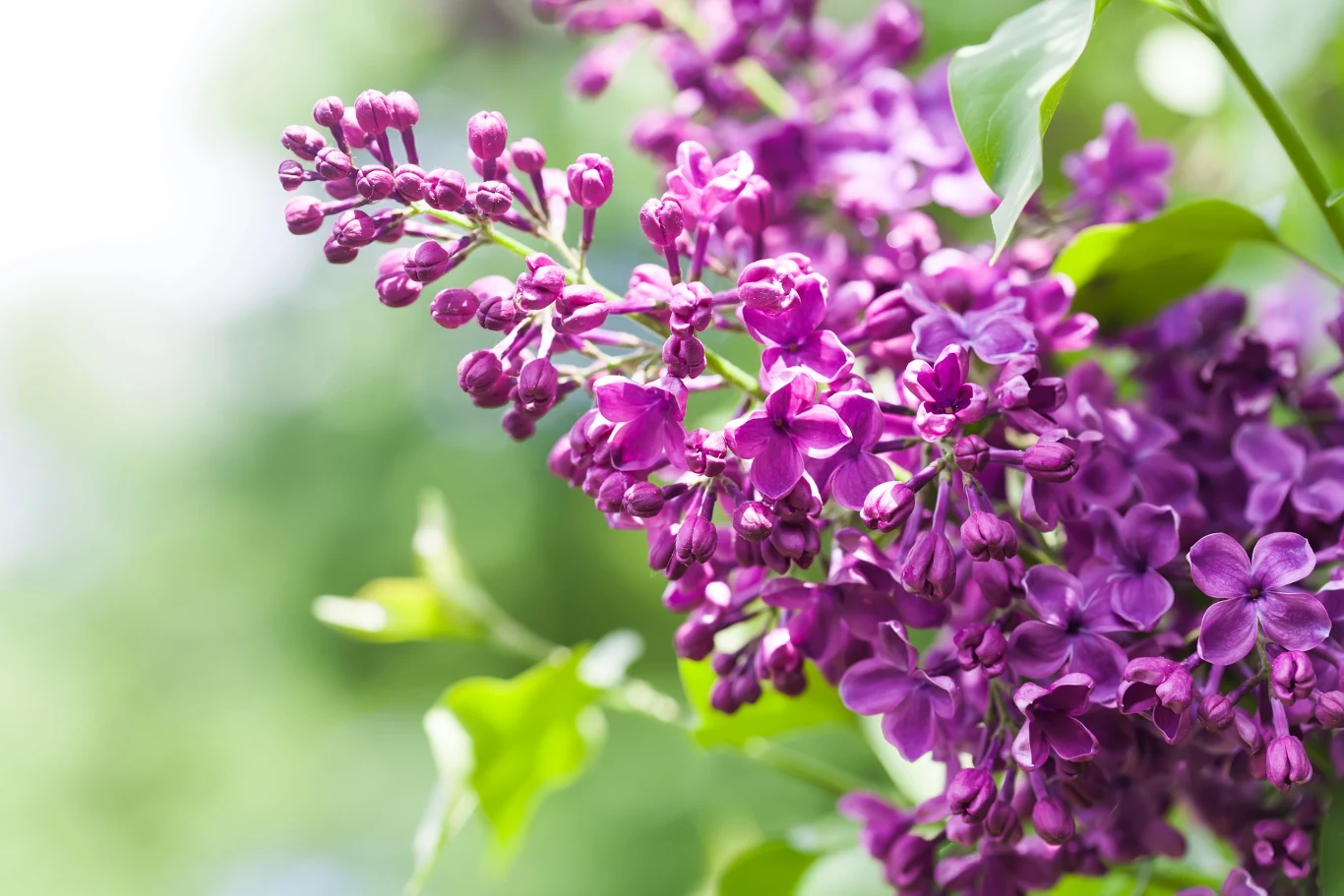 Lilak pospolity również wydziela słodki zapach