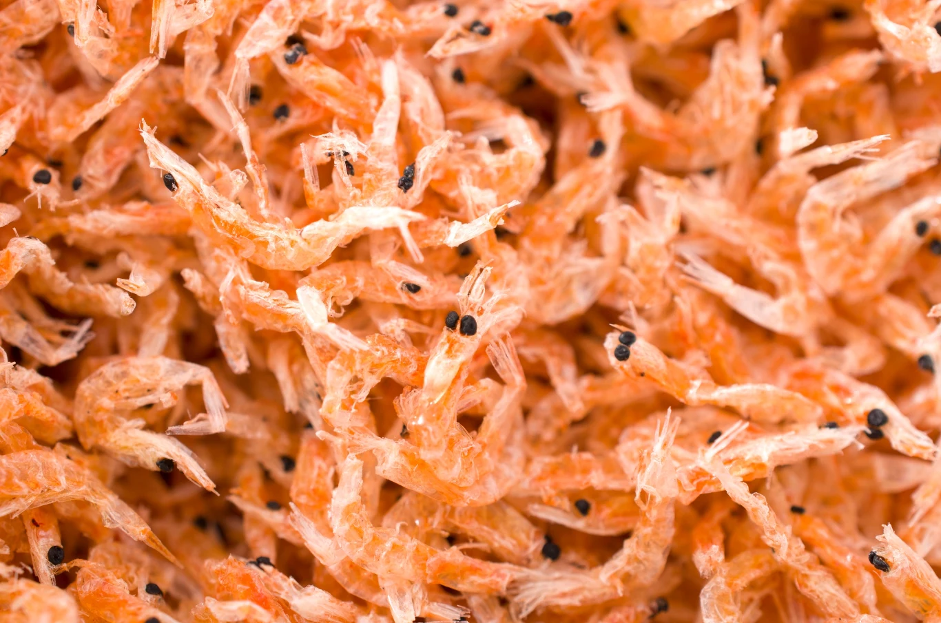 Kryl to jedno z najlepszych źródeł białka, a Polacy o tym zapominają