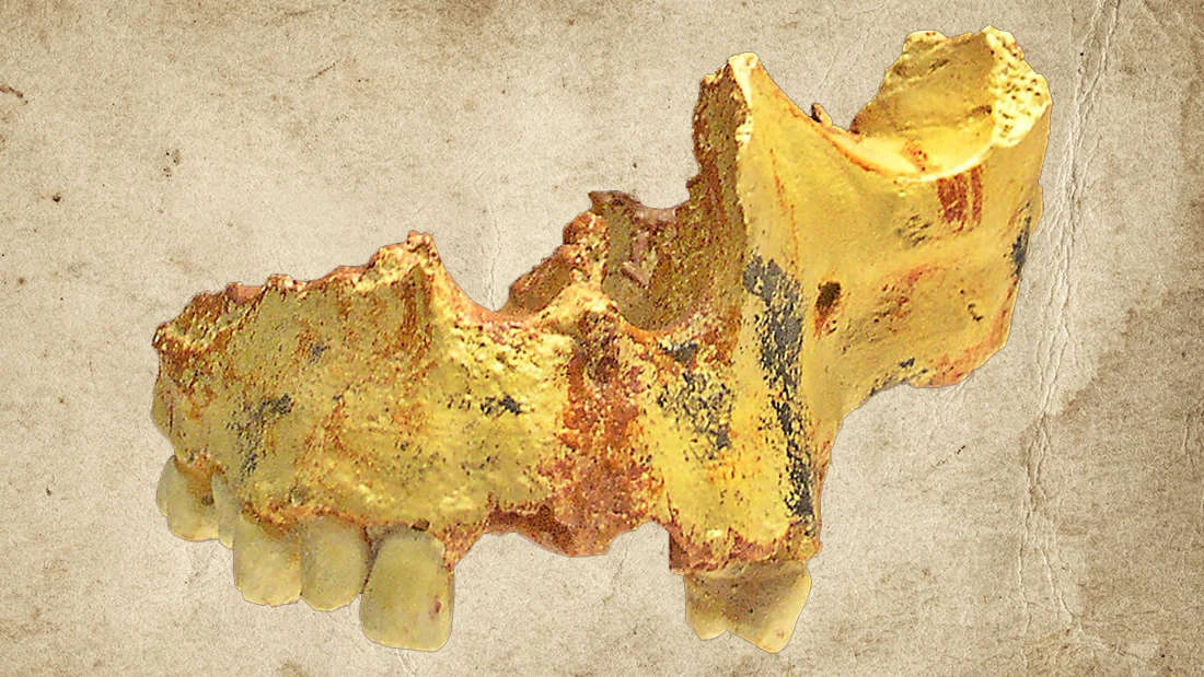 Fragment czaszki należącej do Homo antecessor Fragment czaszki należącej do Homo antecessor