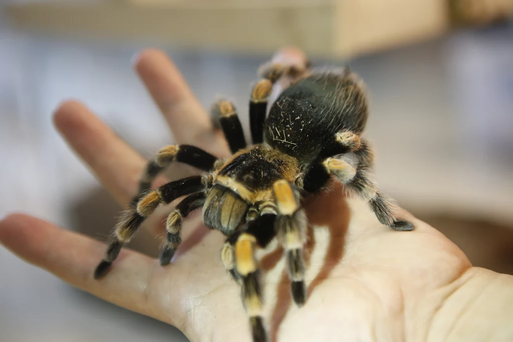 Do czego może przydać się tarantula? Okazuje się, że może być idealnym rozwiązaniem małżeńskich problemów!