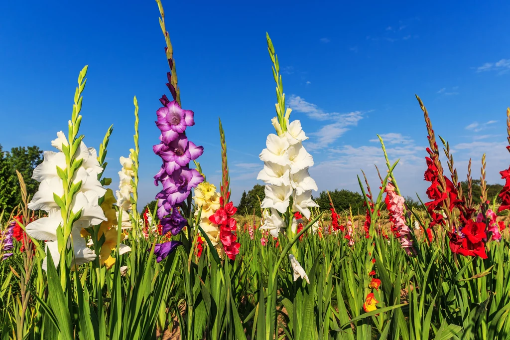 Mieczyki są też nazywane gladiolami.