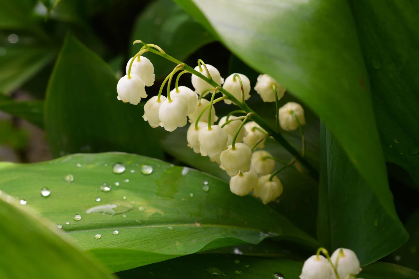 Maj to miesiąc konwalii Maj to miesiąc konwalii