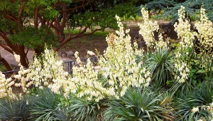 Zrób to w marcu, a juka będzie kwitła całe lato. Wystarczy podlać ją tym