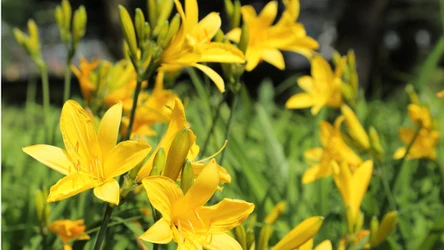 Co zrobić, by liliowce pięknie kwitły?