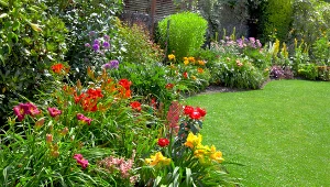 Bujnie kwitną, są odporne na suszę i ataki ślimaków. Koniecznie posadź je w ogrodzie