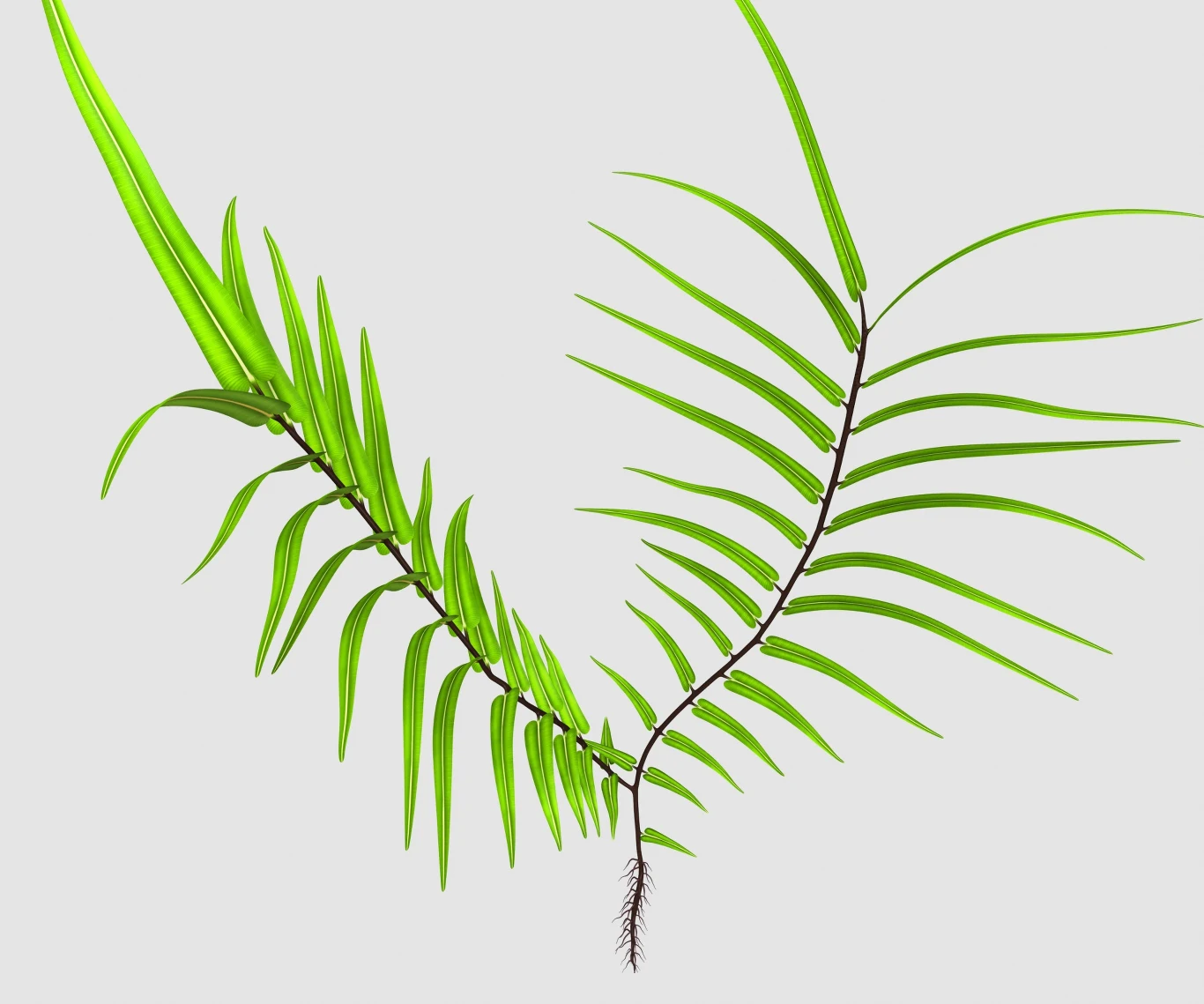 Pteris vittata Pteris vittata
