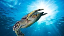 23 maja obchodzimy Światowy Dzień Żółwia (ang. World Turtle Day). Pierwsze obchody tego święta miały miejsce w 2000 roku, z inicjatywy organizacji pozarządowej American Tortoise Rescue. Organizacja ta zajmuje się się ratowaniem, rehabilitacją, adopcją i ochroną żółwi oraz ich siedlisk 