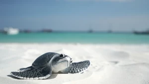 23 maja - Światowy Dzień Żółwia 