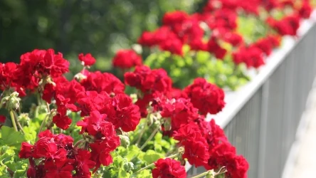 O czym świadczą plamy na liściach pelargonii?