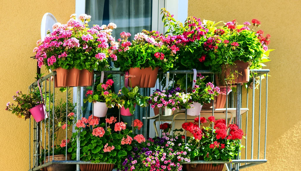 Dzięki kwiatom balkon zamieni się w sielski zakątek