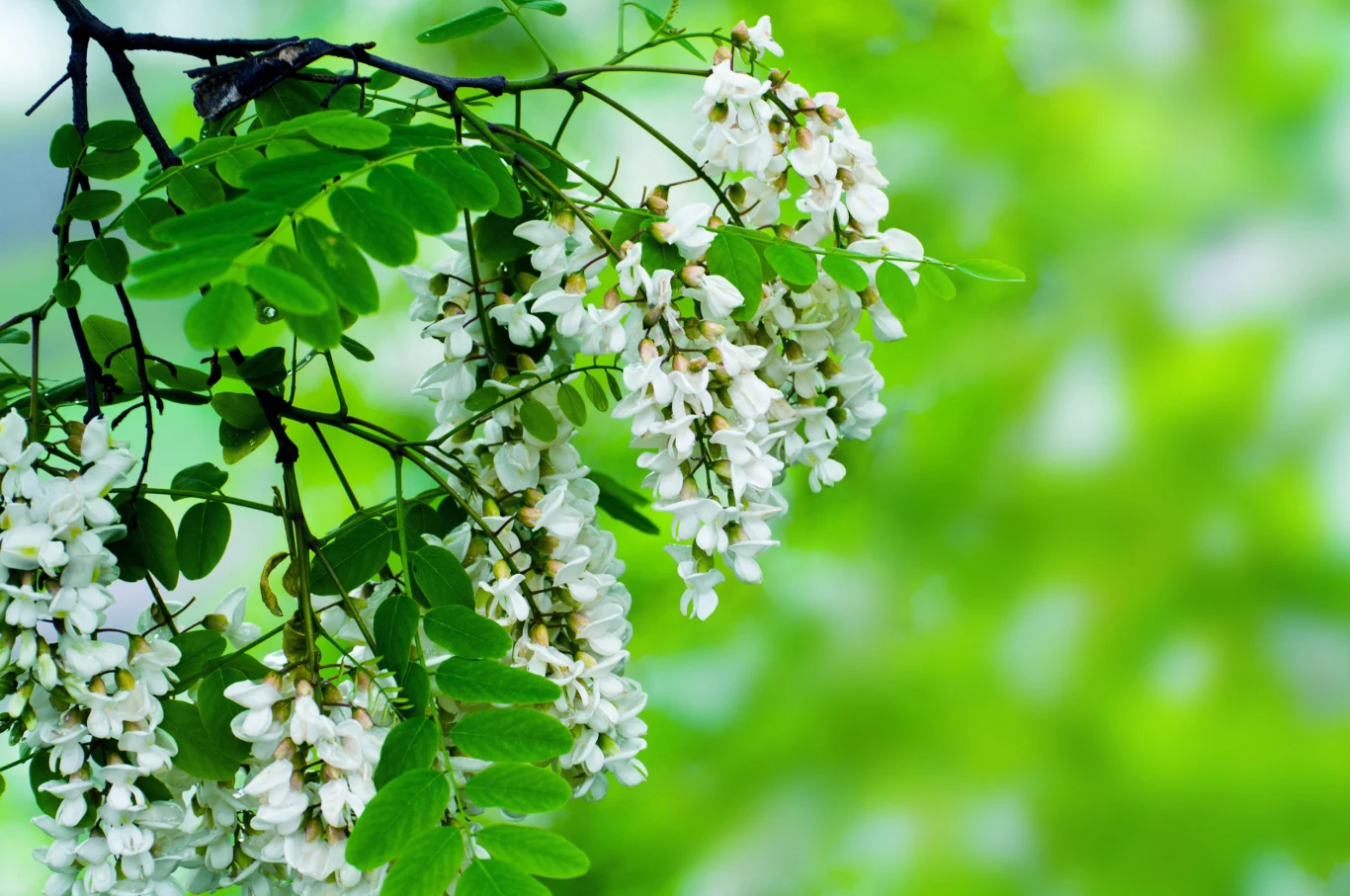 Kwiaty akacji mają wiele cennych właściwości