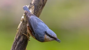 Kowalik ma charakterystyczne ubarwienie i długi dziób