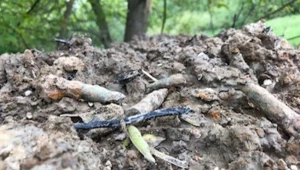 Ludzkie kości i naboje ujawnione podczas prac ziemnych