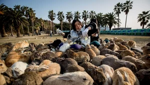 Okunoshima - wyspa królików