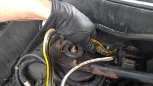 Wąż tajwański z wizytą na Bielanach, źródło: Ekopatrol 