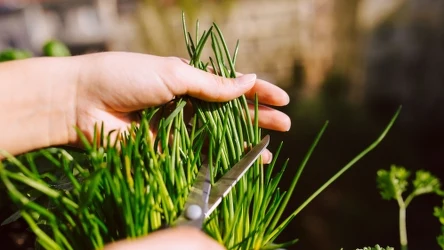 Dzięki domowej szklarni można szybko wyhodować szczypiorek.  