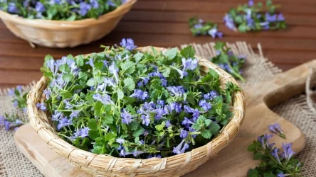 Bluszczyk kurdybanek to niepozorna roślina o wielu właściwościach. Dlaczego warto po nią sięgnąć?