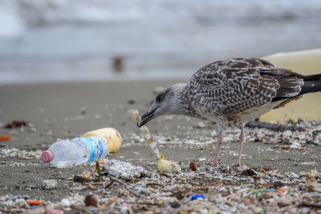 Zwierzęta połykają plastikowe worki i kawałki butelek. Często kończy się to ich śmiercią