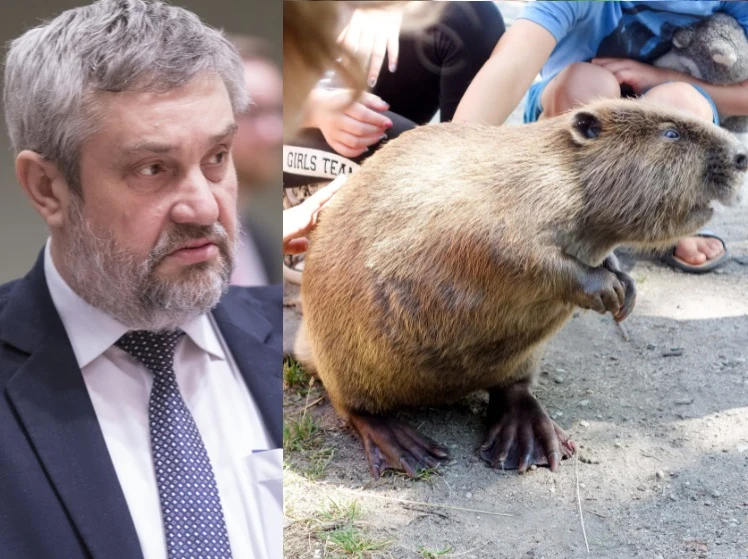 Ardanowski rusza na walkę z bobrami! Ardanowski rusza na walkę z bobrami!