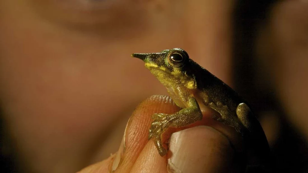 Litoria pinocchio