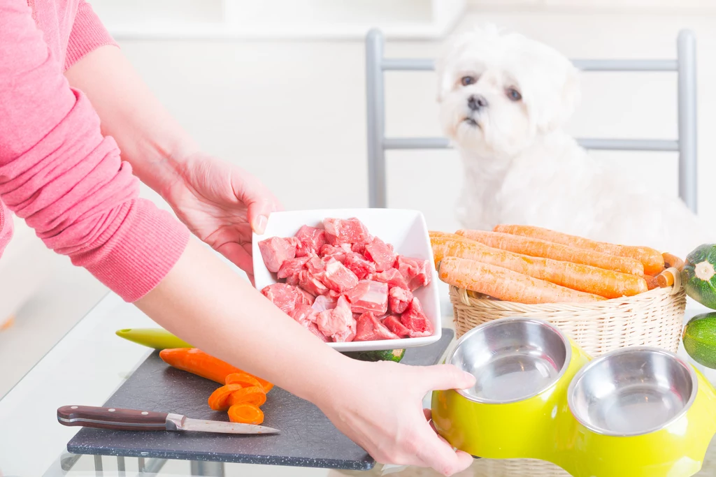 Dieta w ogóle ma ogromne znaczenie przez całe życie czworonoga. Szczupłe psy i koty lepiej znoszą upały niż te, które muszą zmagać się z nadprogramowymi kilogramami. Jeśli nasz pupil należy do tej drugiej grupy, odchudzanie warto zacząć już wczesną wiosną. Wskazana jest zwiększona ilość ruchu oraz lekkostrawna dieta. Należy kontynuować ją przynajmniej do jesieni, a najlepiej wprowadzić już na stałe.