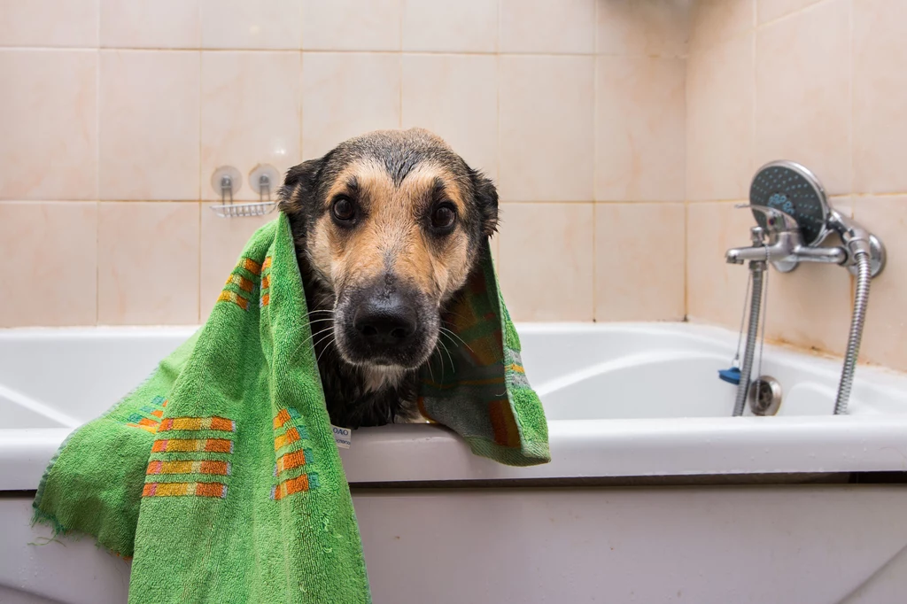 Wielu właścicieli polewa w trakcie upałów psy zimną wodą lub funduje im chłodną kąpiel w wannie. To błąd! Zbyt duża różnica temperatur może być groźna dla czworonogów – szczególnie tych starszych lub chorujących. Jeśli chcemy schłodzić zwierzaka, możemy ewentualnie położyć na nim mokry ręcznik. Najbezpieczniejsze będą natomiast maty i kamizelki chłodzące (z tych pierwszych mogą korzystać także koty). Sprawdzą się nie tylko w domu, ale także w podróży.