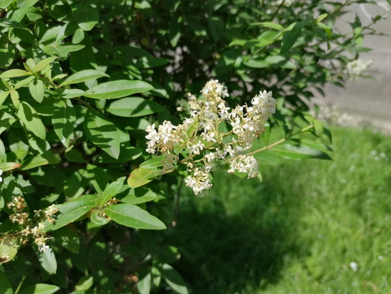 Huawei P30 Lite - przykładowe zdjęcia