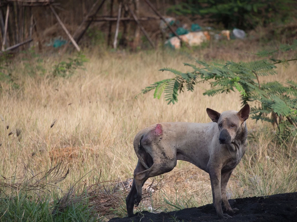 Cztery tysiące kary na rzecz Towarzystwa Opieki nad Zwierzętami dostają oprawcy, którzy znęcają się nad czworonogami Cztery tysiące kary na rzecz Towarzystwa Opieki nad Zwierzętami dostają oprawcy, którzy znęcają się nad czworonogami