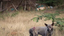 Cztery tysiące kary na rzecz Towarzystwa  Opieki nad  Zwierzętami dostają oprawcy, którzy znęcają się nad czworonogami