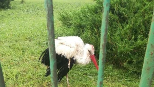 Jednego z bocianów udało się uratować
