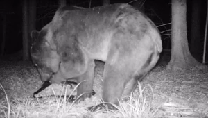 Niedźwiedź brunatny po pół wieku powrócił do Białowieży 