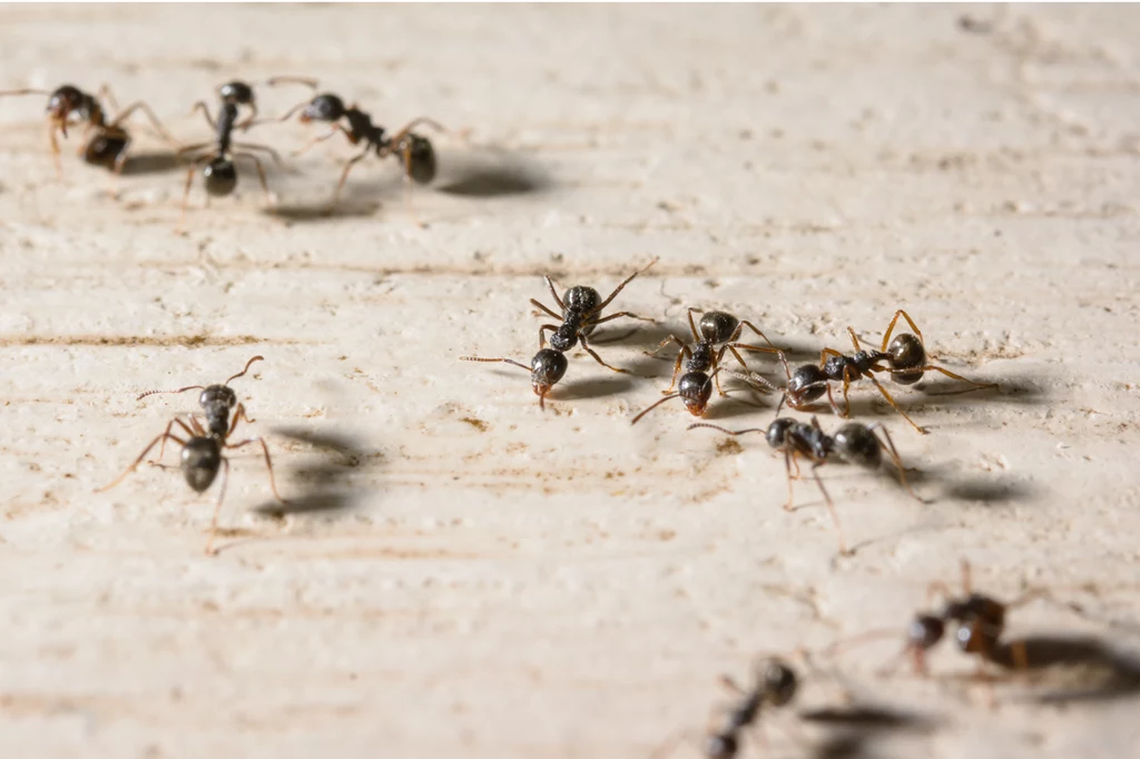 Co może pomóc na mrówki w domu?