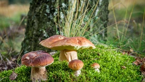 Te grzyby mogą rosnąć w twoim ogrodzie. Wystarczy, że zadbasz o jedną rzecz