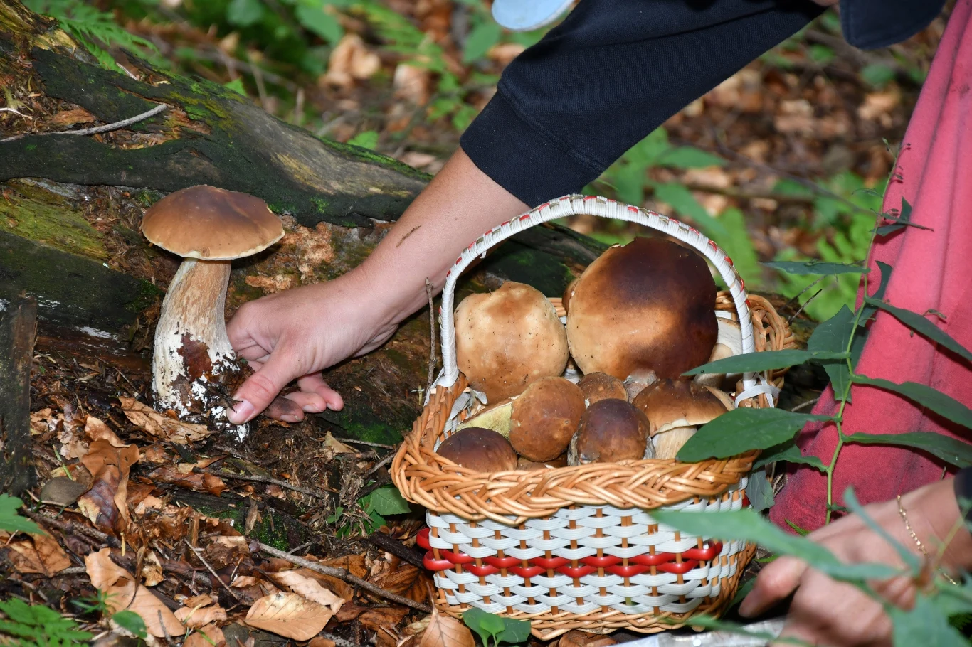 Kiedy grzyby rosną najszybciej? Kilka kwestii ma znaczenie. Kiedy grzyby rosną najszybciej? Kilka kwestii ma znaczenie.
