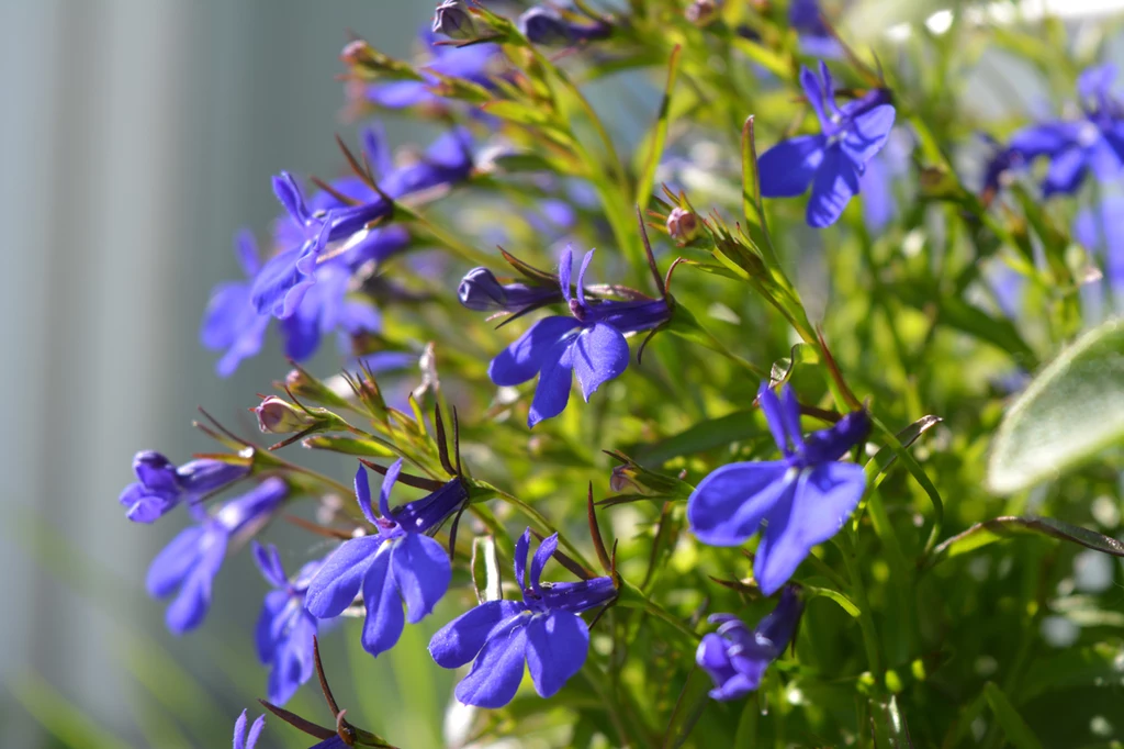 Lobelia