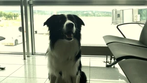 Pies na krakowskim lotnisku