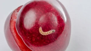 Tak sprawdzisz, czy czereśnie są robaczywe. Pamiętaj o tym podczas zakupów